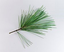 white pine